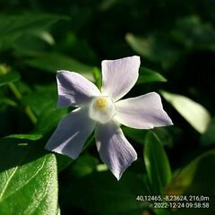 Vinca difformis
