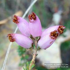 Erica ciliaris