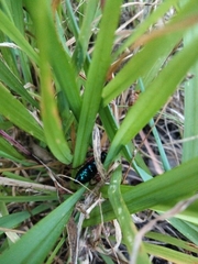 Diamma bicolor