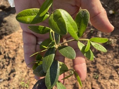 Alyxia buxifolia