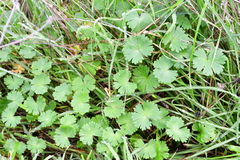 Geranium molle