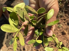 Alyxia buxifolia