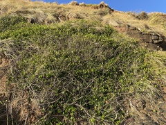 Alyxia buxifolia