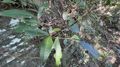 Ardisia cornudentata morrisonensis