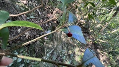 Ardisia cornudentata morrisonensis