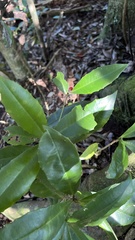Ardisia cornudentata morrisonensis