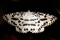 Abraxaphantes perampla