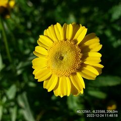 Coleostephus myconis