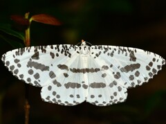 Abraxaphantes perampla