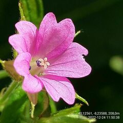 Geranium dissectum