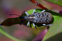 Pachyura australis
