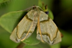Achrosis incitata