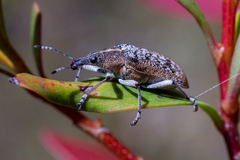 Pachyura australis