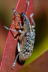 Pachyura australis