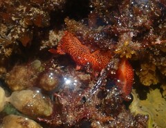 Plocamopherus imperialis