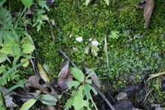 Utricularia striatula