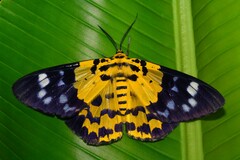 Dysphania subrepleta