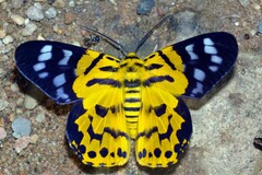 Dysphania subrepleta