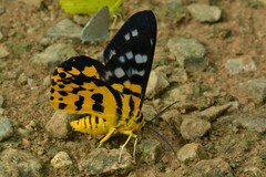 Dysphania subrepleta