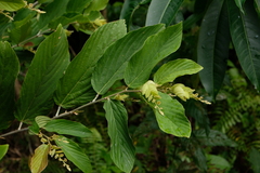 Flemingia strobilifera
