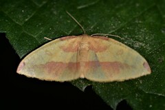 Heterolocha polymorphoides