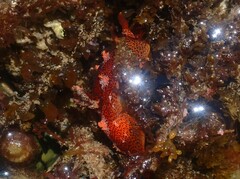 Plocamopherus imperialis