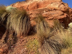 Austrostipa stipoides