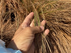 Austrostipa stipoides