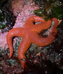 Henricia