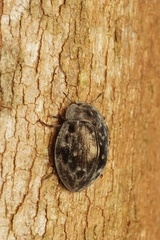 Ospidus chrysomeloides