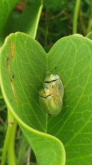 Aspidimorpha puncticosta