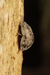 Ospidus chrysomeloides