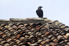 Corvus splendens