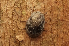 Ospidus chrysomeloides