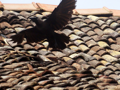 Corvus splendens