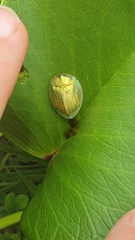 Aspidimorpha puncticosta