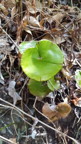 Adiantum image