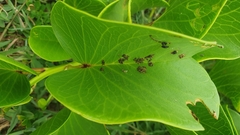 Aspidimorpha puncticosta