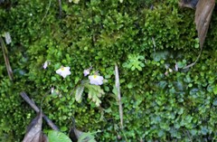 Utricularia striatula