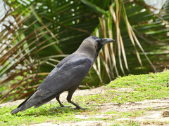 Corvus splendens
