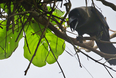 Corvus splendens