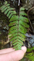 Arthropteris orientalis