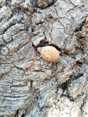 Backeljaia gigaxii