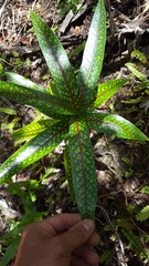 Coptosperma borbonicum