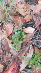 Sphaeromorphaea australis