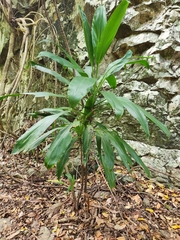Cordyline manners-suttoniae