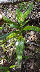 Coptosperma borbonicum