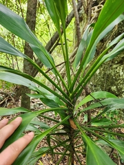 Cordyline manners-suttoniae