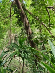 Cordyline manners-suttoniae