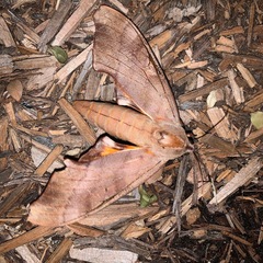 Coequosa australasiae